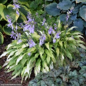 Hosta – Curly Fries – #1 Container
