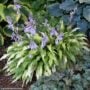 Hosta – Curly Fries – #1 Container