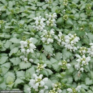 Spotted Dead Nettle (Lamium maculatum) – White Nancy – #1 Container