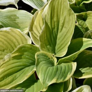 Hosta – Fragrant Dream – #1 Container