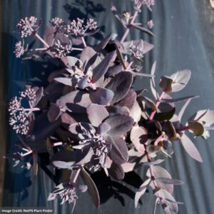 Stonecrop (Sedum) – Mojave Jewels™ Sapphire – #1 Container