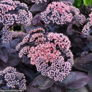 Stonecrop (Sedum) – Mojave Jewels™ Ruby – #1 Container