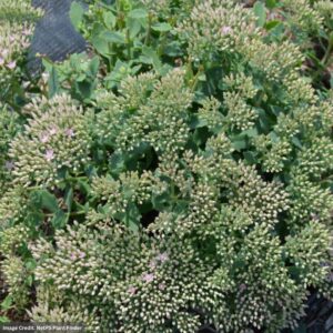 Stonecrop (Sedum) – Rock Star – #1 Container