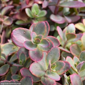 Stonecrop (Sedum) – Sunsparkler® Wildfire – #1 Container