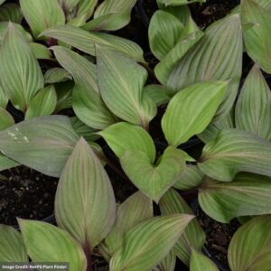 Hosta – First Blush – #1 Container