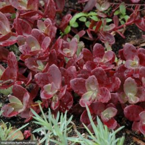 Stonecrop (Sedum) – Sunsparkler Firecracker – #1 Container