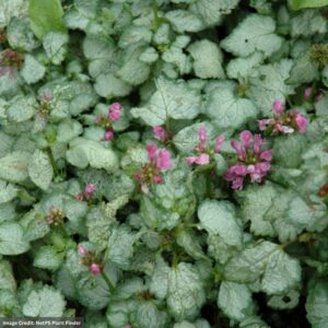 Spotted Dead Nettle (Lamium Maculatum) – Beacon Silver – 4.5″ Pot