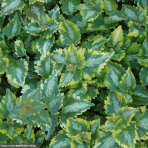 Spotted Dead Nettle (Lamium maculatum) – Golden Anniversary – 4.5″ Pot