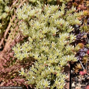 Stonecrop (Sedum) – Red Wiggle – 4.5″ Pot