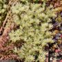Stonecrop (Sedum) – Red Wiggle – 4.5″ Pot