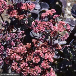 Stonecrop (Sedum) – Thunderhead – #1 Container