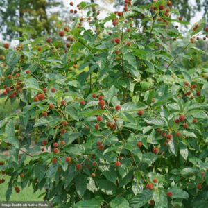 Button Bush - Crimson Comet™ - #3 Container