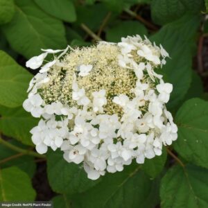 Hydrangea Arborescens – Haas Halo – #3 Container