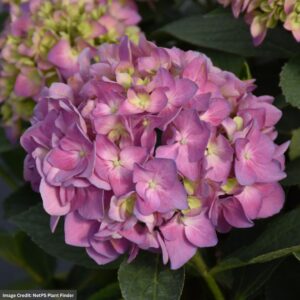 Hydrangea Macrophylla x Serrata – Let’s Dance Sky View – #5 Container