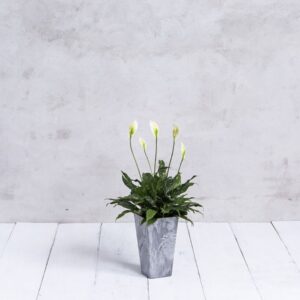 Artstone Ella Planter - Grey - 13.5"