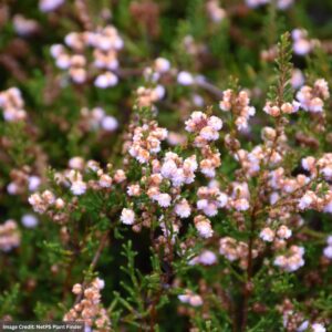 Heather (Calluna Vulgaris) – County Wicklow – #1 Container