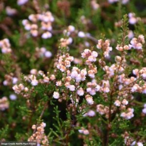 Heather (Calluna Vulgaris) – County Wicklow – #1 Container