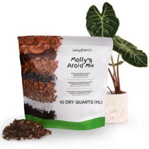 Molly’s Aroid Mix – Veryplants – 10 QT