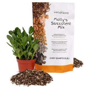Molly’s Succulent Mix – Veryplants – 3 QT