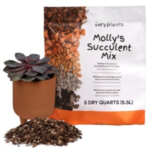 Molly's Succulent Mix - Veryplants - 5 QT