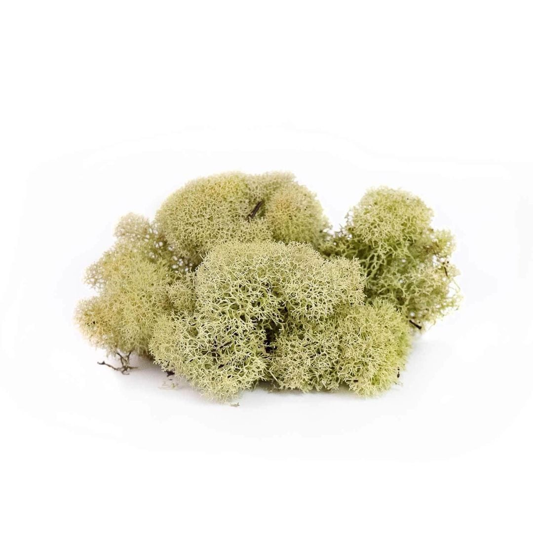 Reindeer Moss - SuperMoss - Moss Green - 120 CU IN | Mahoney's Garden ...