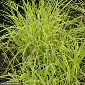 Sedge (Carex elata) – Bowles’ Golden – 3.5″ Container
