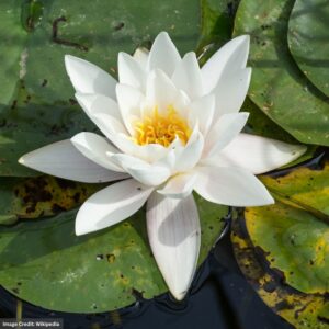 Water Lily (Nymphaea) – Albatross – 4″ Pot