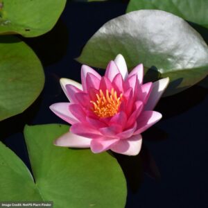 Water Lily (Nymphaea) – Attraction – 8″ Pot