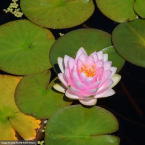 Water Lily (Nymphaea) – Madame Wilfron Gonnere – 4″ Pot