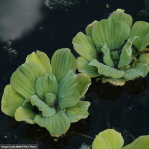 Water Lettuce (Pistia Stratiotes)