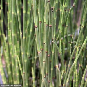 Rough Horsetail (Equisetum Hyemale) – 3.5″ Container