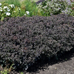 Sedum – Night Light – #1 Container