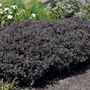 Sedum – Night Light – #1 Container