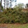Winterberry – Winter Red (F) – #2 Container