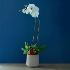 Liberty Orchid Planter