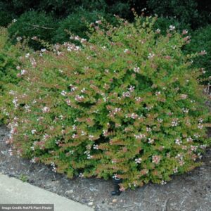 Abelia – Rose Creek – #3 Container