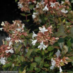 Abelia – Little Richard – #3 Container