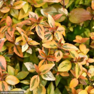 Abelia – Kaleidoscope – #3 Container