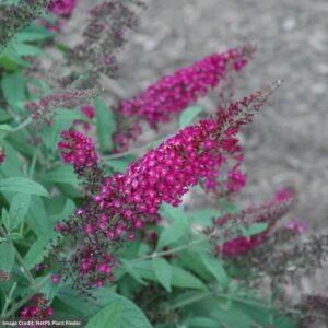 Butterfly Bush – CranRazz – #3 Container