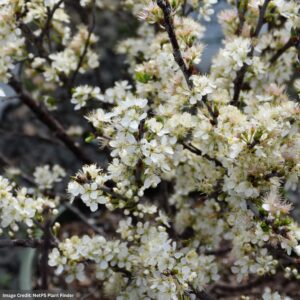 Beach Plum – #3 Container
