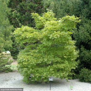 Japanese Maple - Autumn Moon - #3 Container