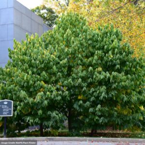 Pawpaw Tree – 15-18″ – #3 Container