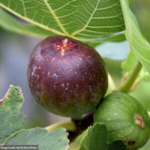 Fig – Brown Turkey (Patio Tree) – #5 Container