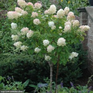 Hydrangea Paniculata – Limelight Tree – #10 Container
