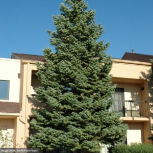 Fir - Concolor (White) - 7-8ft - B&B