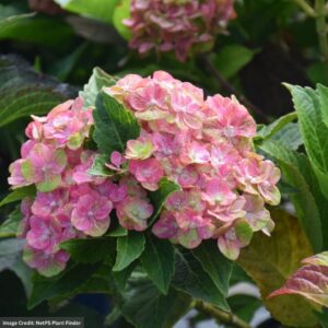 Hydrangea Macrophylla – Tilt-A-Swirl – #3 Container