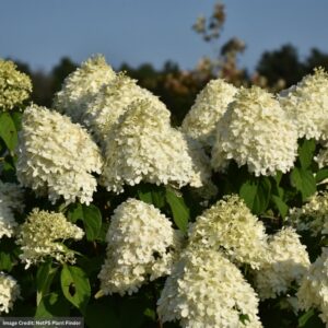 Hydrangea Paniculata – Limelight – #7 Container