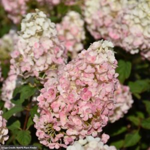 Hydrangea Paniculata – Strawberry Sundae – #3 Container
