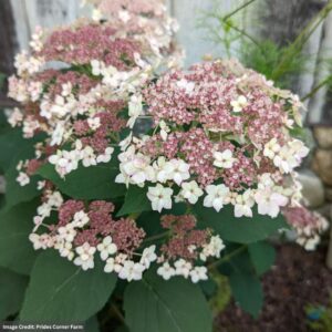 Hydrangea Arborescens – Pinky Pollen Ring – #3 Container