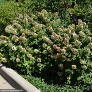 Hydrangea Quercifolia – Oak Leaf Snow Queen – #3 Container